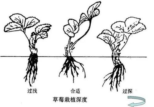 赣州全明星草莓苗报价